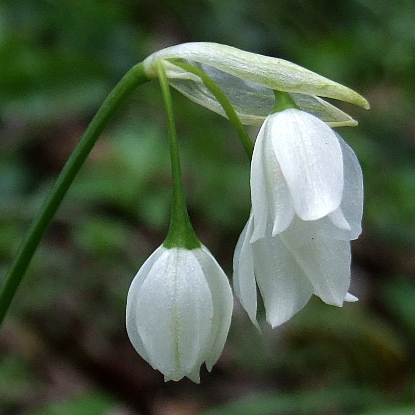 Изображение особи Allium paradoxum.
