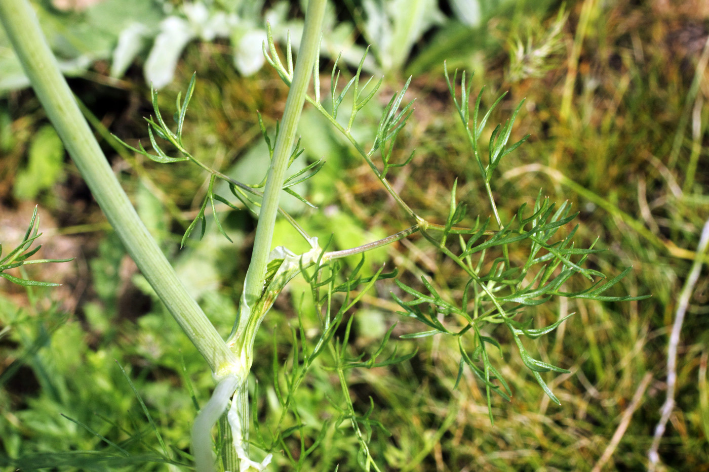 Изображение особи Oedibasis chaerophylloides.