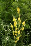 Verbascum pyramidatum