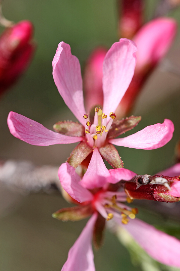 Изображение особи Amygdalus petunnikowii.