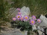 Aster alpinus