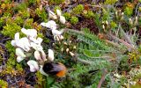 Oxytropis sordida