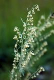 Artemisia sieversiana. Соцветие. Алтай, южный берег Телецкого озера. 29.07.2010.