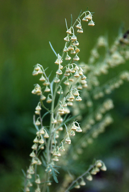 Изображение особи Artemisia sieversiana.
