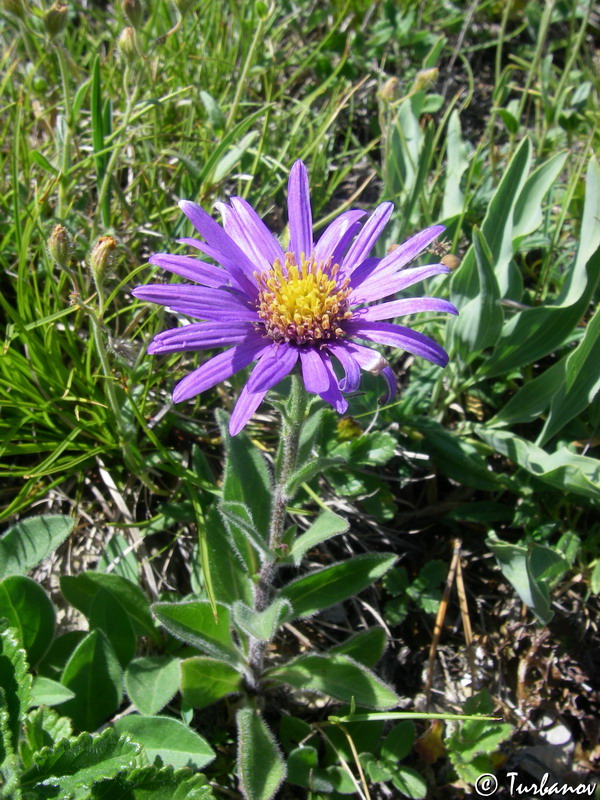 Изображение особи Aster ibericus.