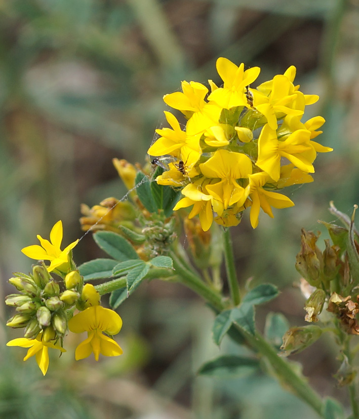 Изображение особи Medicago falcata.