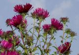 Symphyotrichum novae-angliae