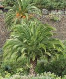 Phoenix canariensis. Растение в культуре. Испания, Канарские острова, Тенерифе, парк в Икод де лос Винос (Icod de los Vinos). Март 2008 г.