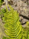 Dryopteris oreades