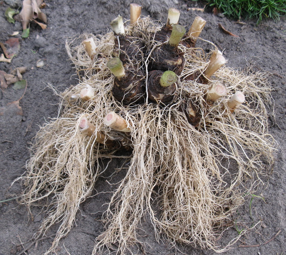 Изображение особи Eucomis bicolor.