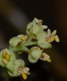 Rhus copallinum