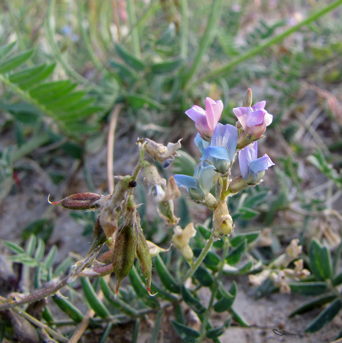 Изображение особи Oxytropis glabra.