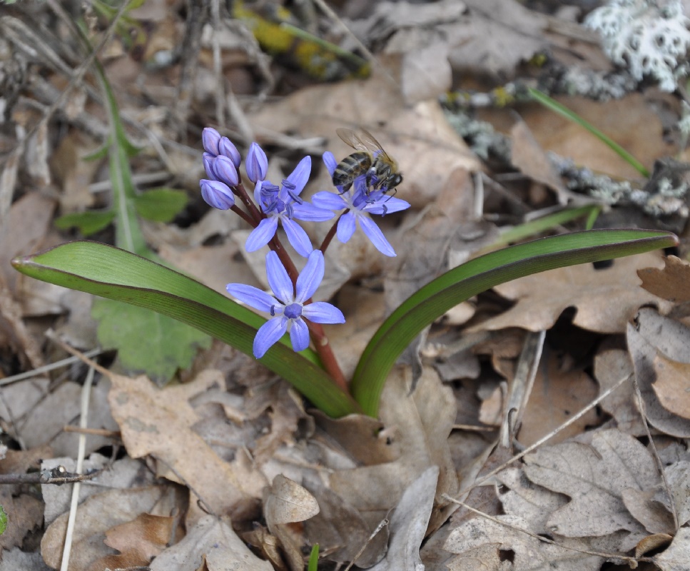 Изображение особи Scilla bifolia.