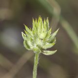 Ceratocephala orthoceras. Плод. Саратов, р-н Телевышки, опока. 01.05.2016.