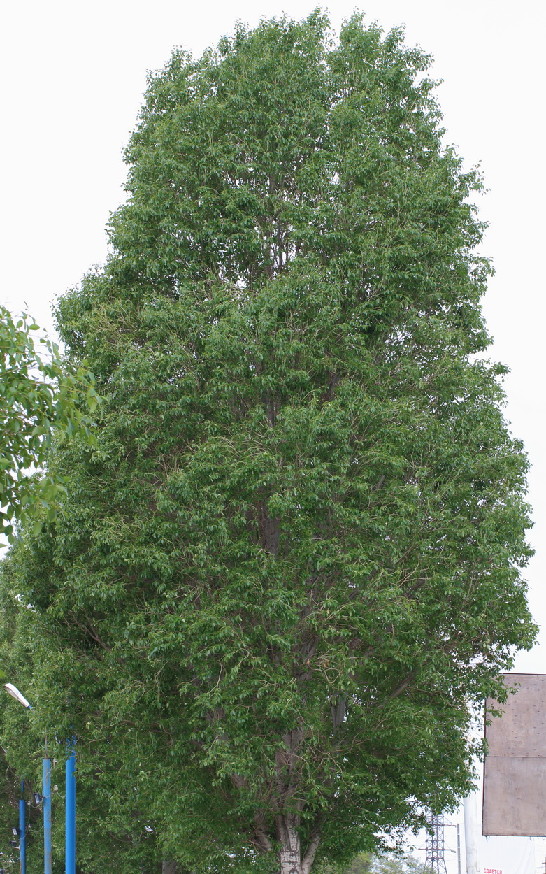 Тополь Симона (Populus simonii)