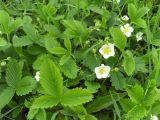 Fragaria viridis