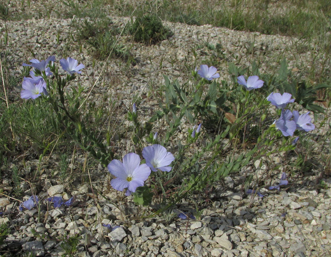 Изображение особи Linum lanuginosum.