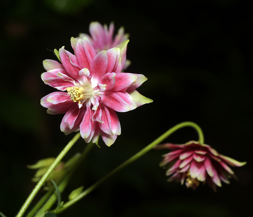 Изображение особи Aquilegia vulgaris var. stellata.