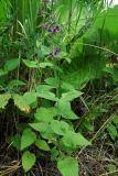 Stachys sylvatica