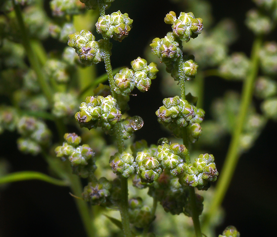 Изображение особи Chenopodium album.