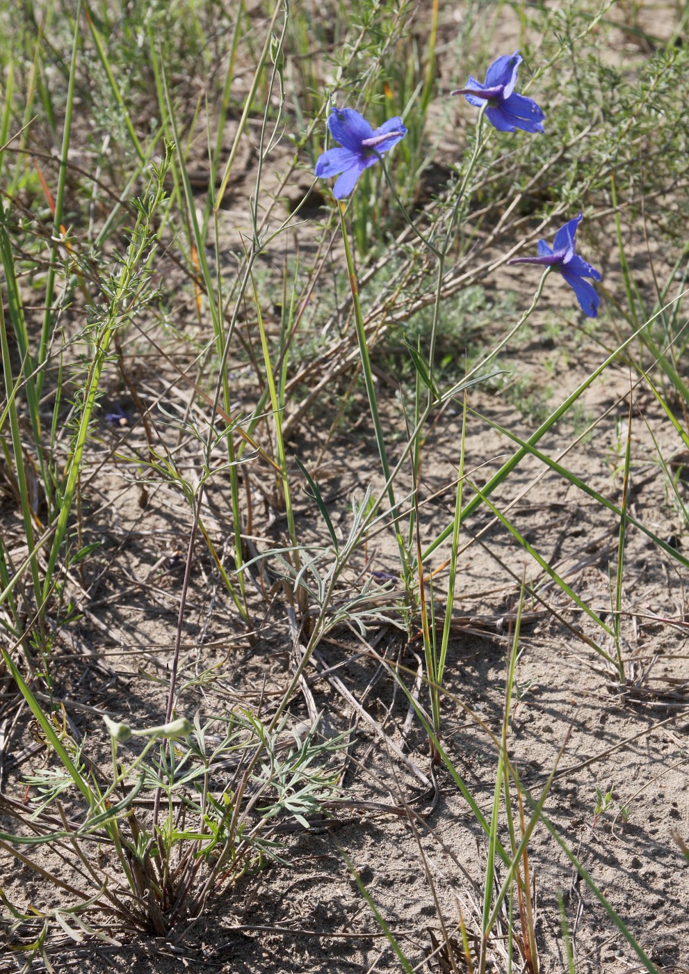 Изображение особи Delphinium grandiflorum.