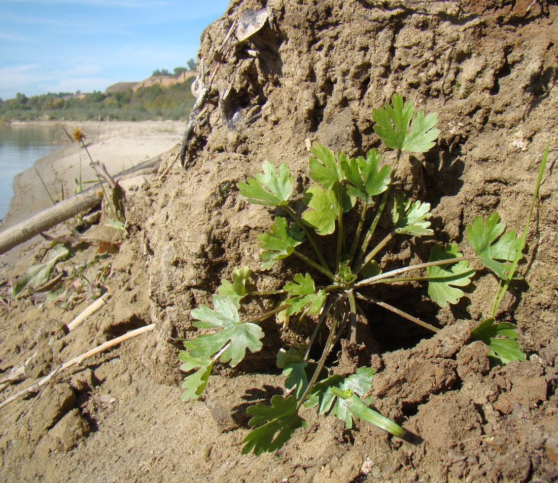 Изображение особи Ranunculus sceleratus.