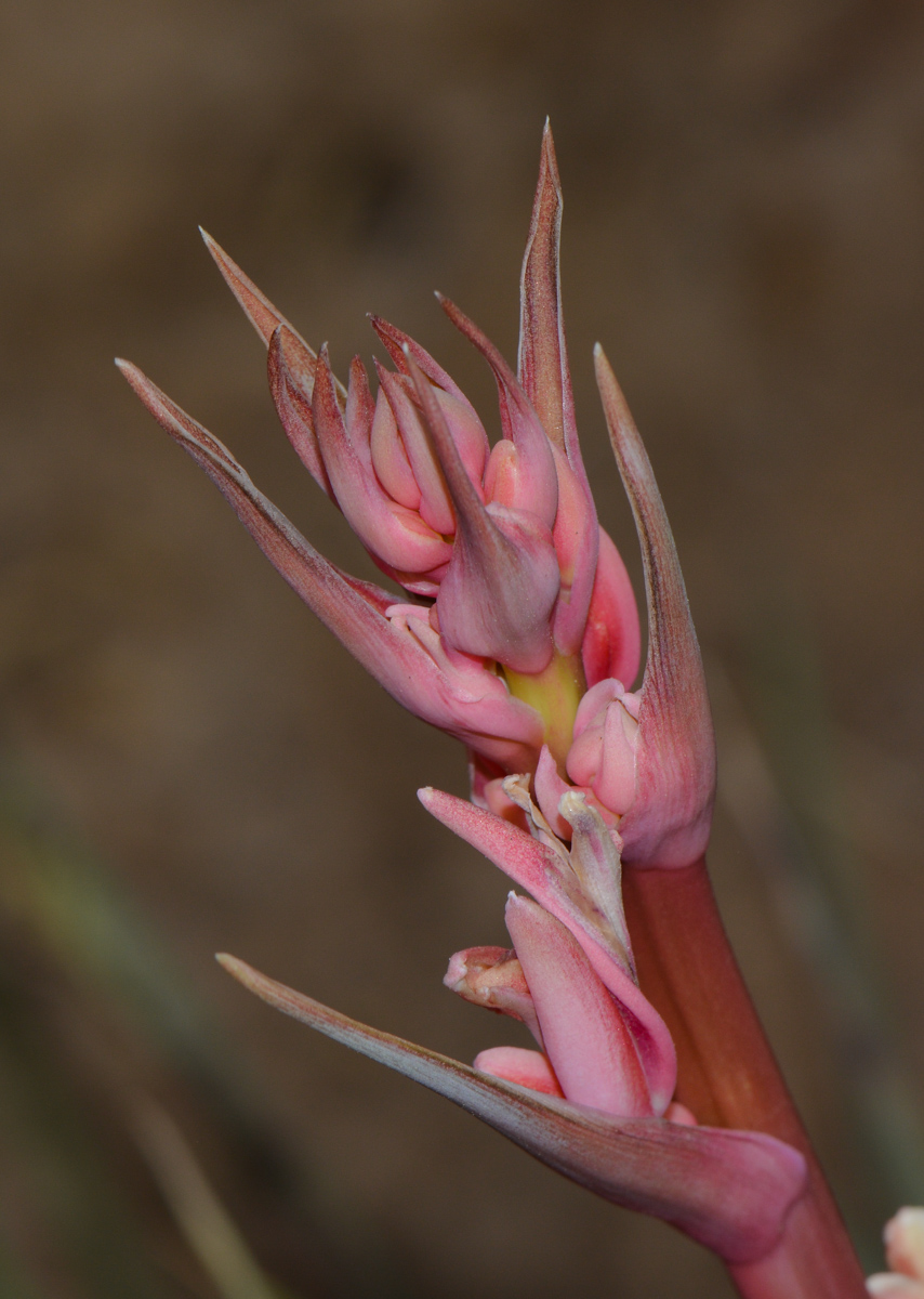 Изображение особи Hesperaloe parviflora.