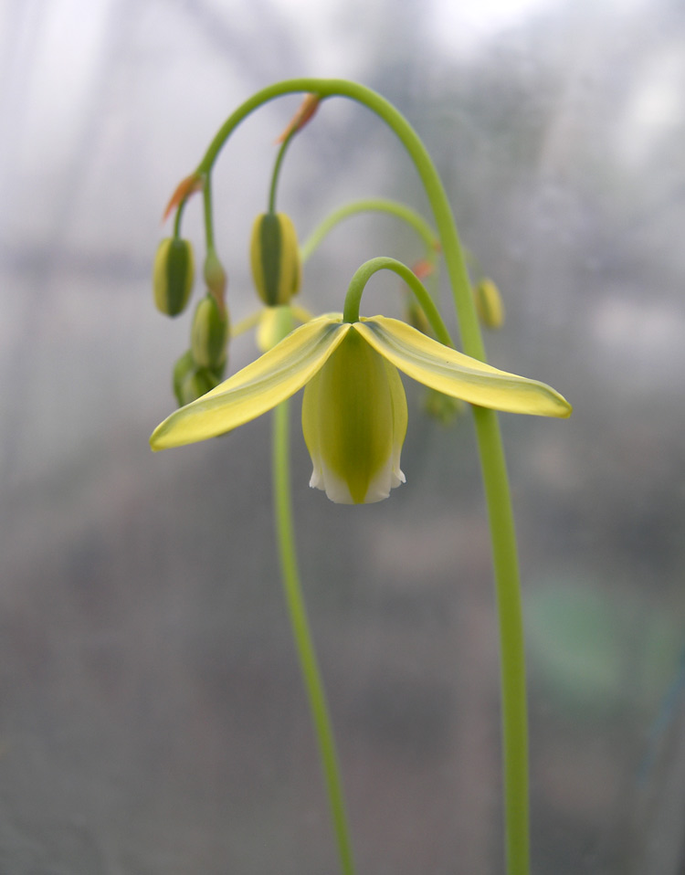 Image of Albuca canadensis specimen.