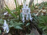 Corydalis repens