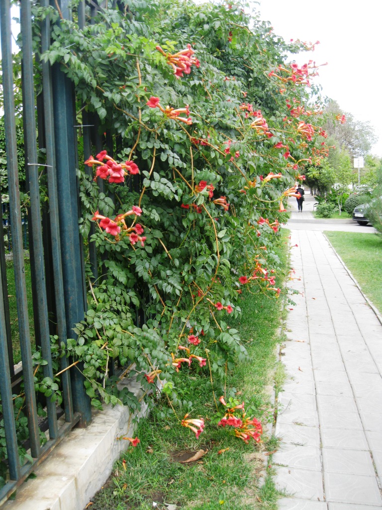 Изображение особи Campsis radicans.