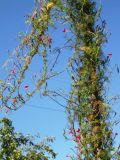 Ipomoea quamoclit