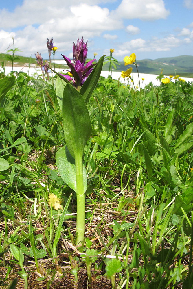 Изображение особи Dactylorhiza euxina.