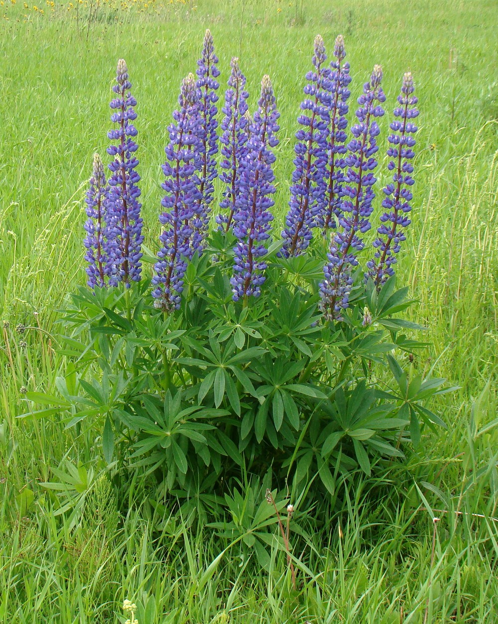 Изображение особи Lupinus polyphyllus.