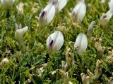 Astragalus angustifolius. Цветки и листья. Греция, о-в Крит, ном Ханья (Νομός Χανίων), дим Платаньяс (Δήμος Πλατανιά), горный массив Лефка Ори (Λευκά Όρη), седловина между вершинами Гингилос (Γκίγκιλος) и Афхенас (Αυχένας), ≈ 1700 м н.у.м., каменистый склон. 23 июня 2017 г.