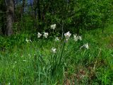 Narcissus poeticus. Цветущее растение. Беларусь, Гродненская обл., Новогрудский р-н, Кошелевский сельсовет, окр. дер. Чемеровка, Рутковский пригорок, опушка березняка злаково-разнотравного. 23.05.2017.