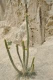 род Corryocactus