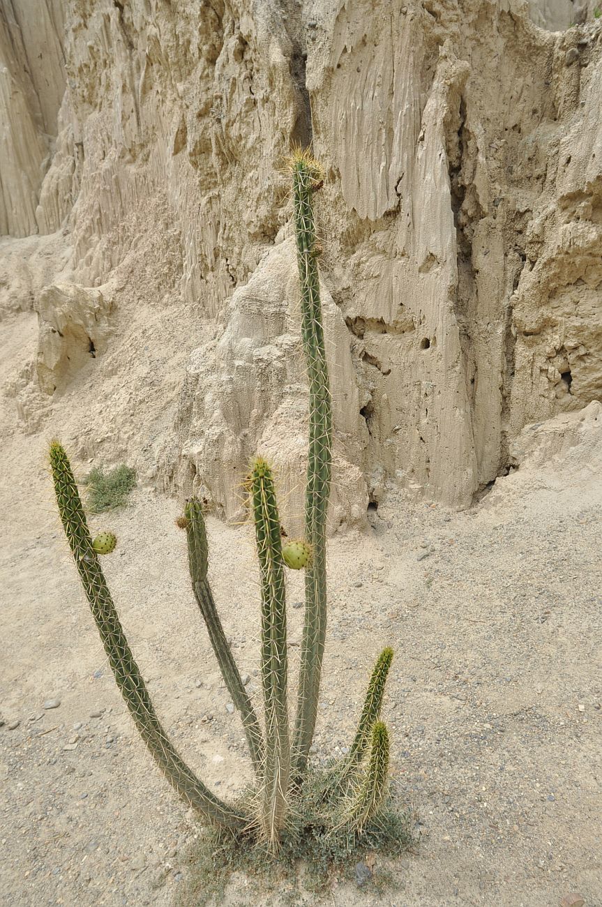 Изображение особи род Corryocactus.