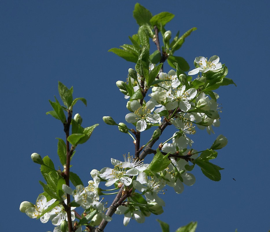 Изображение особи Prunus domestica.