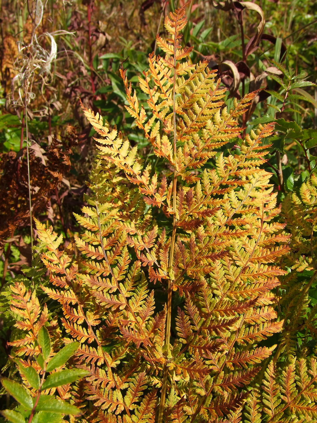 Изображение особи Dryopteris expansa.