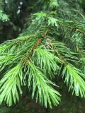 Picea obovata