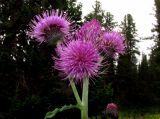 Cirsium helenioides