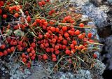 Ephedra monosperma