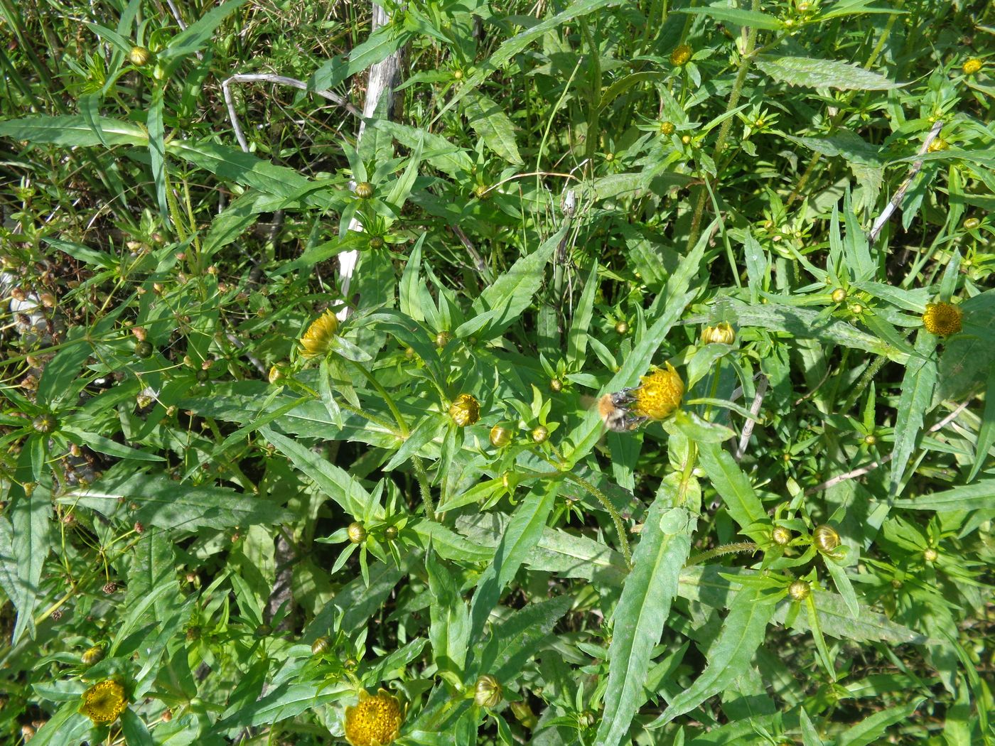 Изображение особи Bidens cernua.