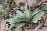 Ophrys oestrifera. Вегетирующее растение. Краснодарский край, Адлерский р-н, скальный выступ над Ахштырским ущельем. 12.03.2019.