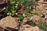 Cerastium fischerianum. Цветущее растение. Приморье, о. Шкота, \"розовая\" бухта, каменистая осыпь под скалой. 26.05.2019.