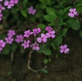 Saponaria ocymoides