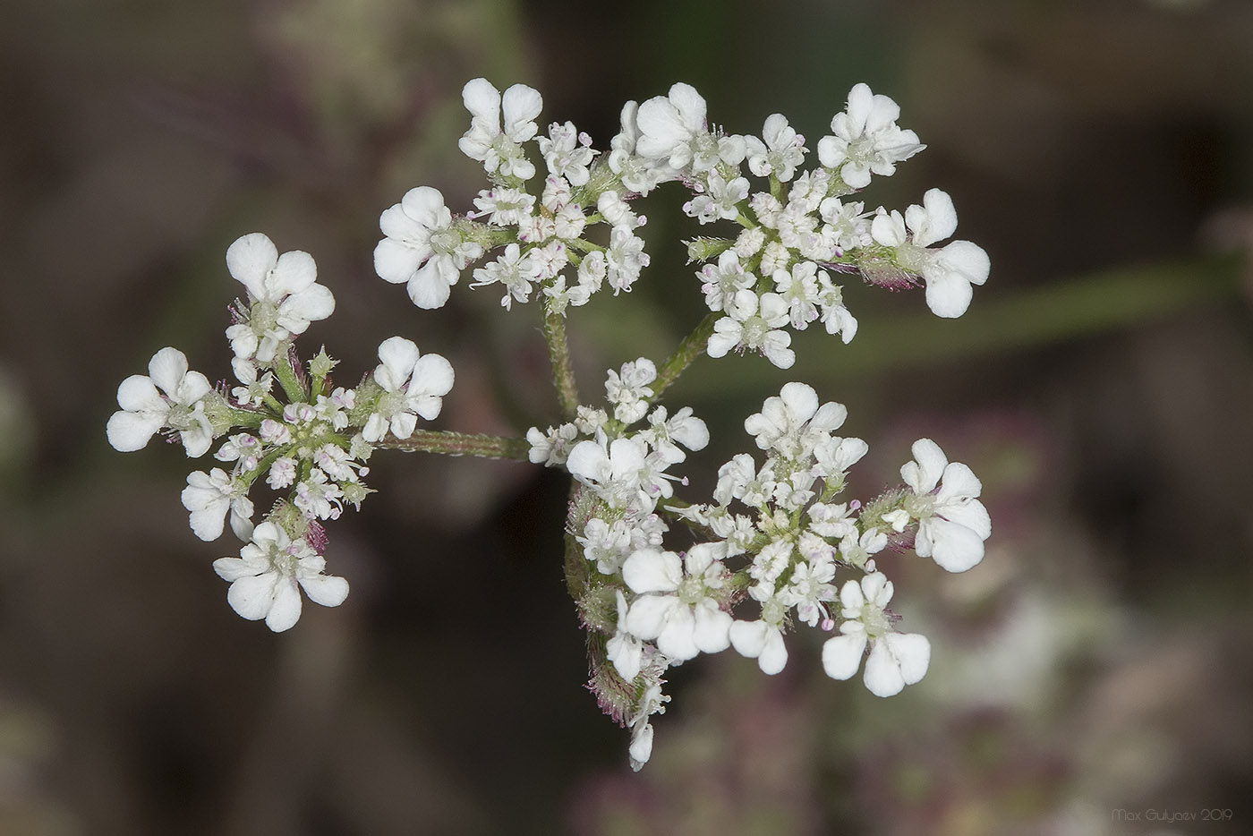 Изображение особи Torilis arvensis.