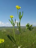 Ranunculus arvensis. Верхушка цветущего и плодоносящего растения. Казахстан, Зап. Тянь-Шань, Таласский Алатау, окр. запов. Аксу-Жабаглы по правому борту каньона Аксу, ≈ 1600 м н.у.м., залежь. 14 июня 2017 г.