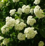 Hydrangea arborescens