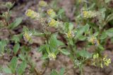 Alyssum dasycarpum